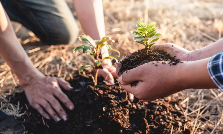 Reforestation : partenariat avec la société Cérès Flore !